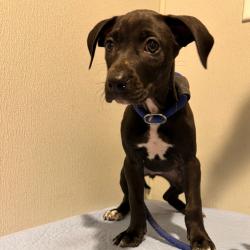 Shelter Stray Female Dog last seen , 3607 N Armenia Ave, Tampa, FL 33607, USA