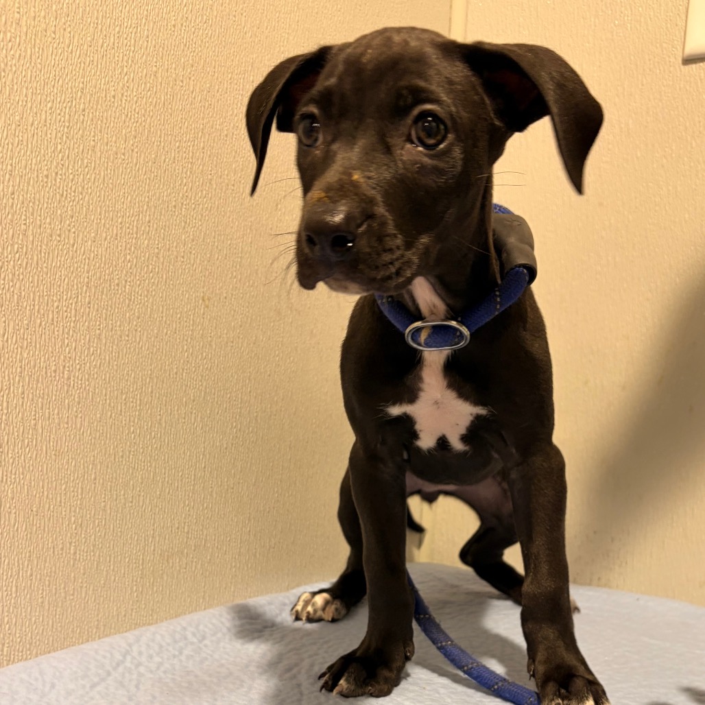 Shelter Stray Female Dog last seen , 3607 N Armenia Ave, Tampa, FL 33607, USA