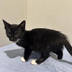 Shelter Stray Female Cat last seen , 3607 N Armenia Ave, Tampa, FL 33607, USA
