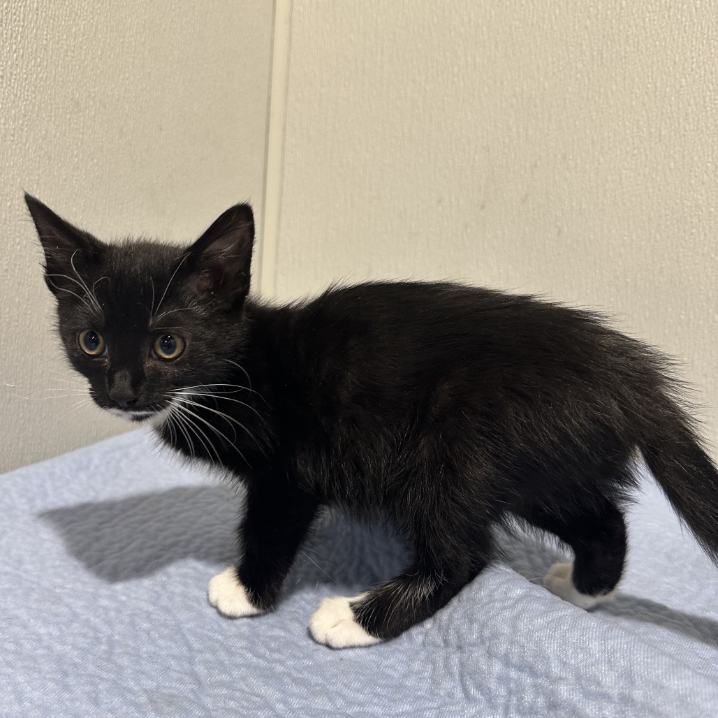 Shelter Stray Female Cat last seen , 3607 N Armenia Ave, Tampa, FL 33607, USA