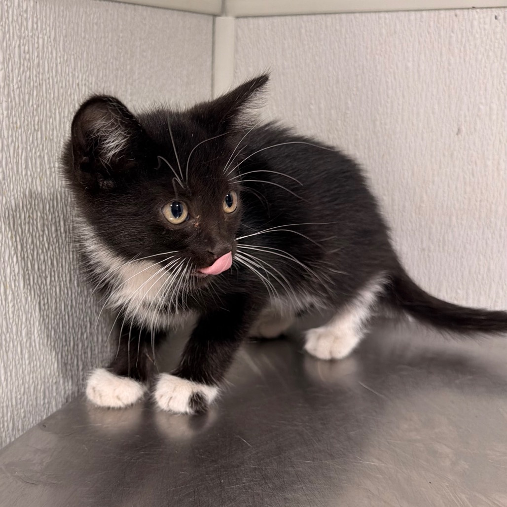 Shelter Stray Female Cat last seen , 3607 N Armenia Ave, Tampa, FL 33607, USA