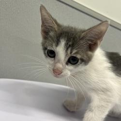 Shelter Stray Male Cat last seen , 3607 N Armenia Ave, Tampa, FL 33607, USA
