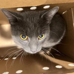 Shelter Stray Male Cat last seen , 3607 N Armenia Ave, Tampa, FL 33607, USA
