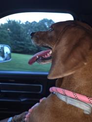 Reunited Female Dog last seen Highland Road Gainesville Ga, Gainesville, GA 30506