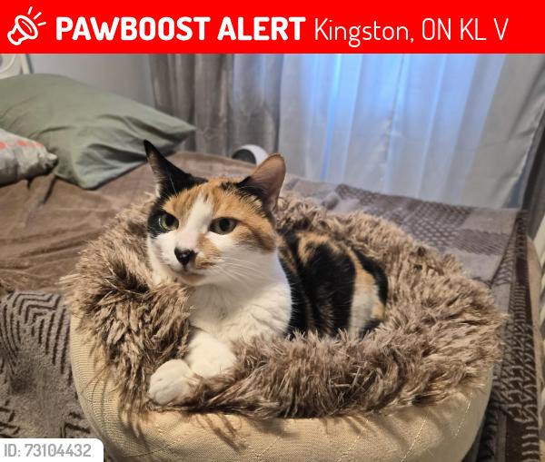 Lost Female Cat last seen Rideau Acres Campground t26, Kingston, ON K7L 4V3
