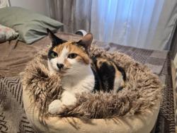 Lost Female Cat last seen Rideau Acres Campground t26, Kingston, ON K7L 4V3