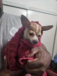 Reunited Female Dog last seen Walnut and maple hill rd, Las Vegas, NV 89115
