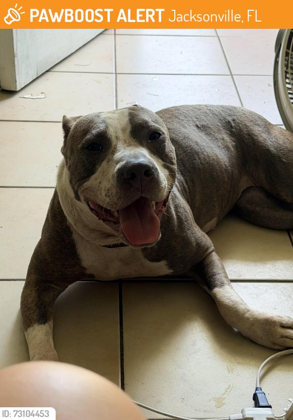 Found/Stray Female Dog last seen Brasque dr, Jacksonville, FL 32209