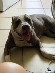 Found/Stray Female Dog last seen Brasque dr, Jacksonville, FL 32209