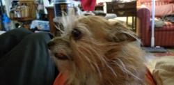 Reunited Male Dog last seen VILLAGE INN, Denver, CO 80249