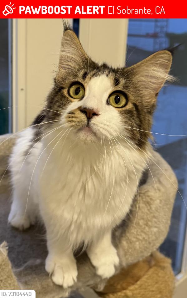 Lost Female Cat last seen Grove Drive & Sunrise Ridge, El Sobrante, CA 92503
