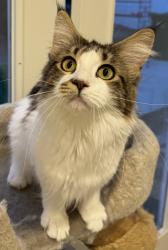 Lost Female Cat last seen Grove Drive & Sunrise Ridge, El Sobrante, CA 92503