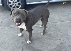 Reunited Male Dog last seen 122nd st and willowbrook, Los Angeles, CA 90059