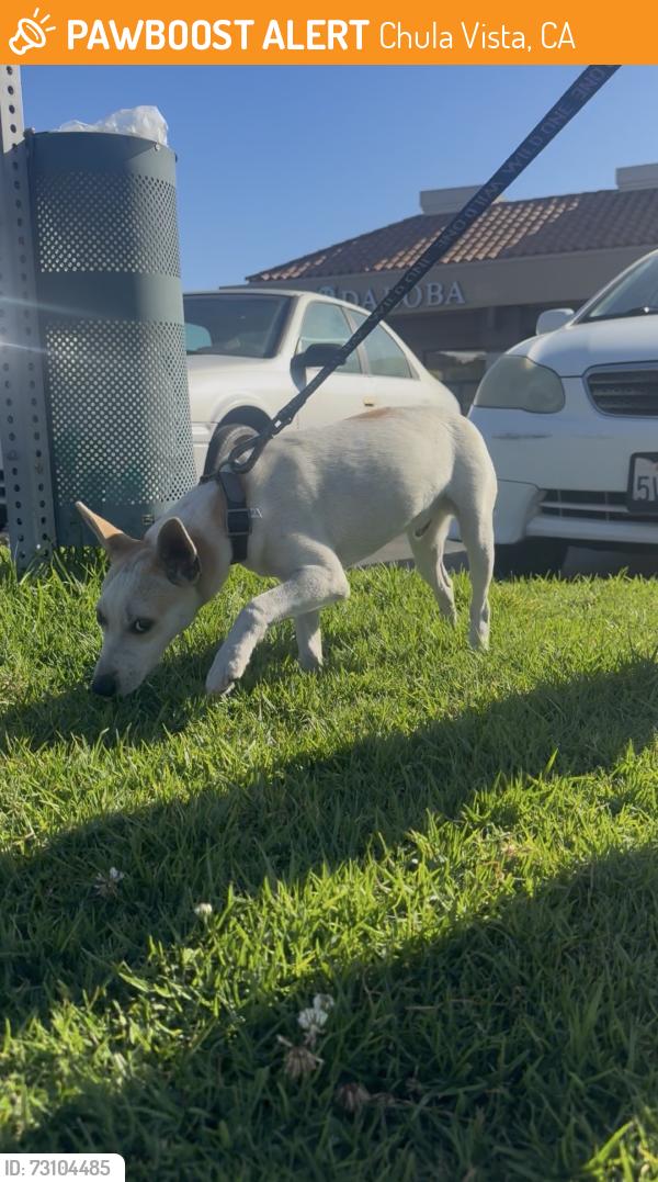 Found/Stray Unknown Dog last seen main st and anita, Chula Vista, CA 91911