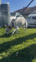 Found/Stray Unknown Dog last seen main st and anita, Chula Vista, CA 91911