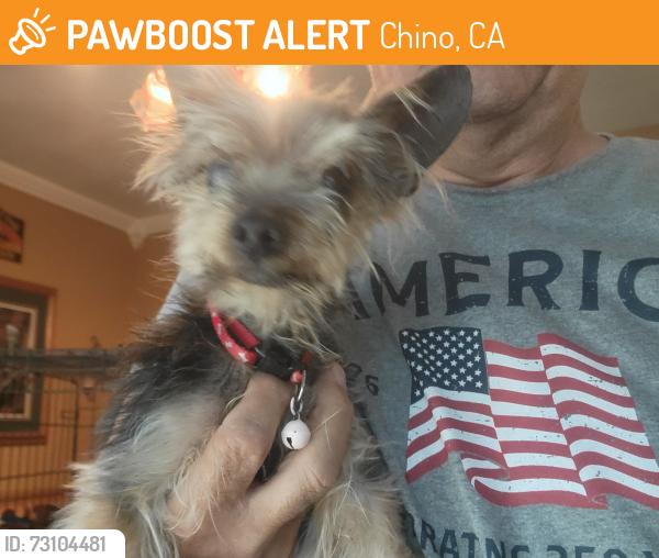 Found/Stray Male Dog last seen Chino High school, Benson & Jefferson CHINO CA, Chino, CA 91710