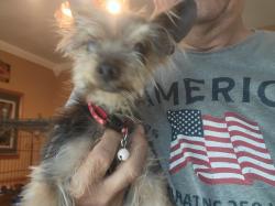 Found/Stray Male Dog last seen Chino High school, Benson & Jefferson CHINO CA, Chino, CA 91710