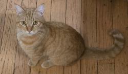 Lost Male Cat last seen Kenwood drive, Spring Valley, CA 91977