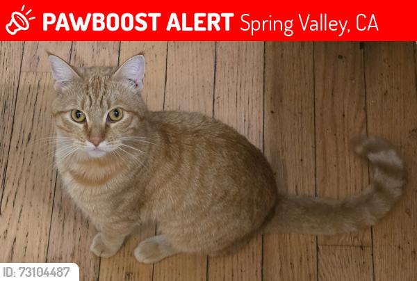 Lost Male Cat last seen Kenwood drive, Spring Valley, CA 91977