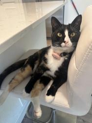 Lost Male Cat last seen E Walsh Ave and S Eaton Park way, Aurora, CO 80018