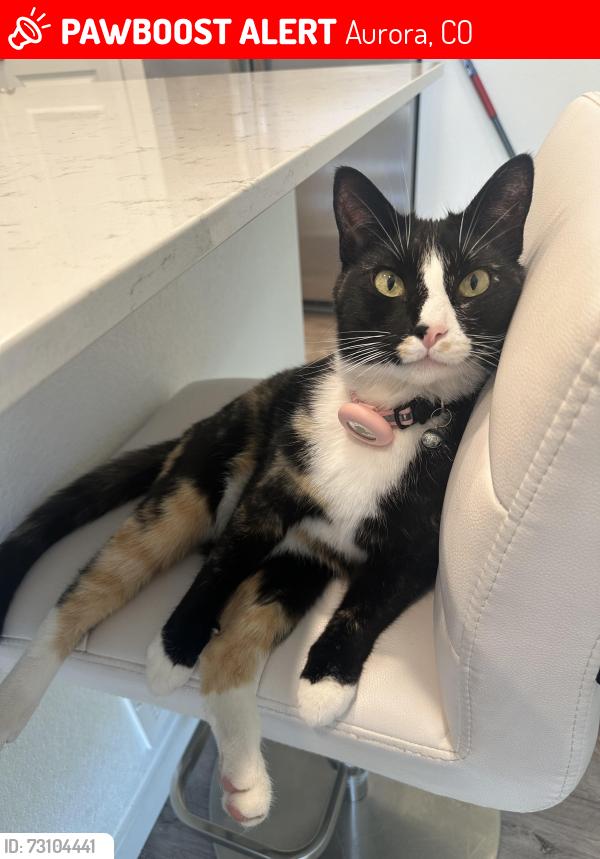 Lost Male Cat last seen E Walsh Ave and S Eaton Park way, Aurora, CO 80018