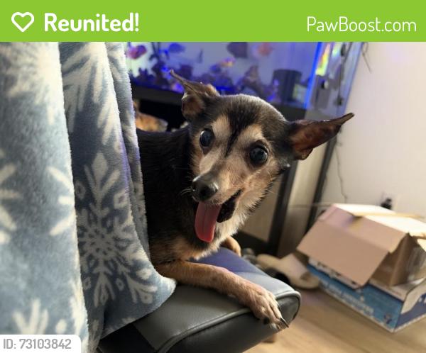 Reunited Male Dog last seen Pinehurst Dr, Spring Hill, FL 34606