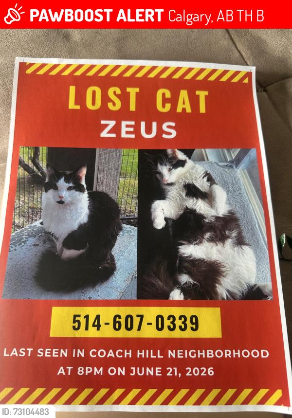 Lost Male Cat last seen Coach hill rd, village of westhills, Calgary, AB T3H 1B8