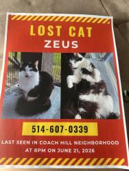 Lost Male Cat last seen Coach hill rd, village of westhills, Calgary, AB T3H 1B8