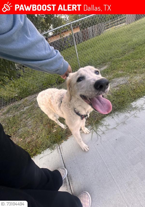 Lost Unknown Dog last seen Rosemont rd 75217, Dallas, TX 75217