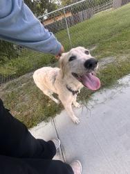 Lost Unknown Dog last seen Rosemont rd 75217, Dallas, TX 75217
