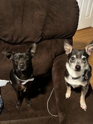 Reunited Male Dog last seen Simpson and Tiffany Dr, Guthrie, OK 73044