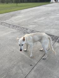 Reunited Male Dog last seen People’s rd, Conroe, TX 77384