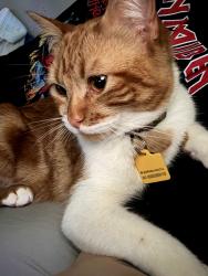 Reunited Male Cat last seen Kale Ave, Sterling, VA 20164