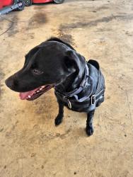 Found/Stray Male Dog last seen Floyd and Overton Way, San Antonio, TX 78221