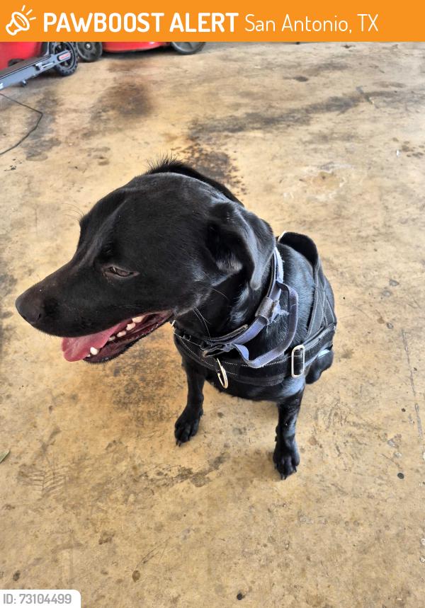 Found/Stray Male Dog last seen Floyd and Overton Way, San Antonio, TX 78221