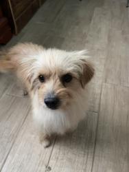Lost Male Dog last seen Amargosa rd, Victorville, CA 92394