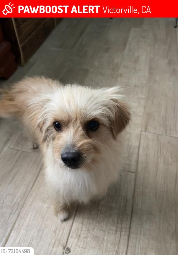 Lost Male Dog last seen Amargosa rd, Victorville, CA 92394