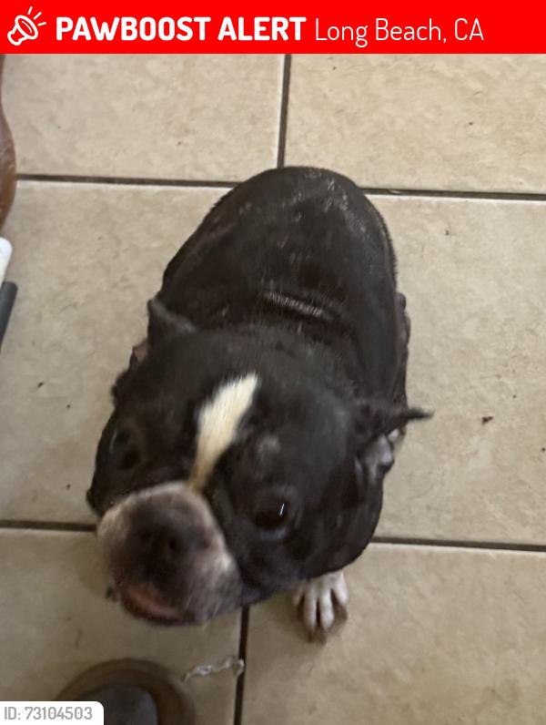 Lost Female Dog last seen Aquarium Way, Long Beach, CA 90832