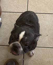 Lost Female Dog last seen Aquarium Way, Long Beach, CA 90832