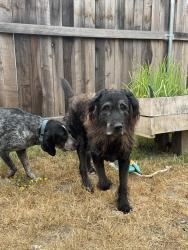 Found/Stray Male Dog last seen On HWY 36 at pine lane, Carlotta, CA 95528