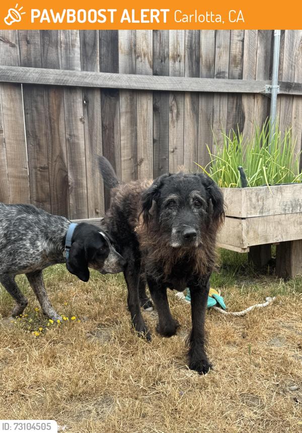 Found/Stray Male Dog last seen On HWY 36 at pine lane, Carlotta, CA 95528
