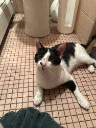 Found/Stray Male Cat last seen Bruyn Ave and downs st, Kingston, NY 12401