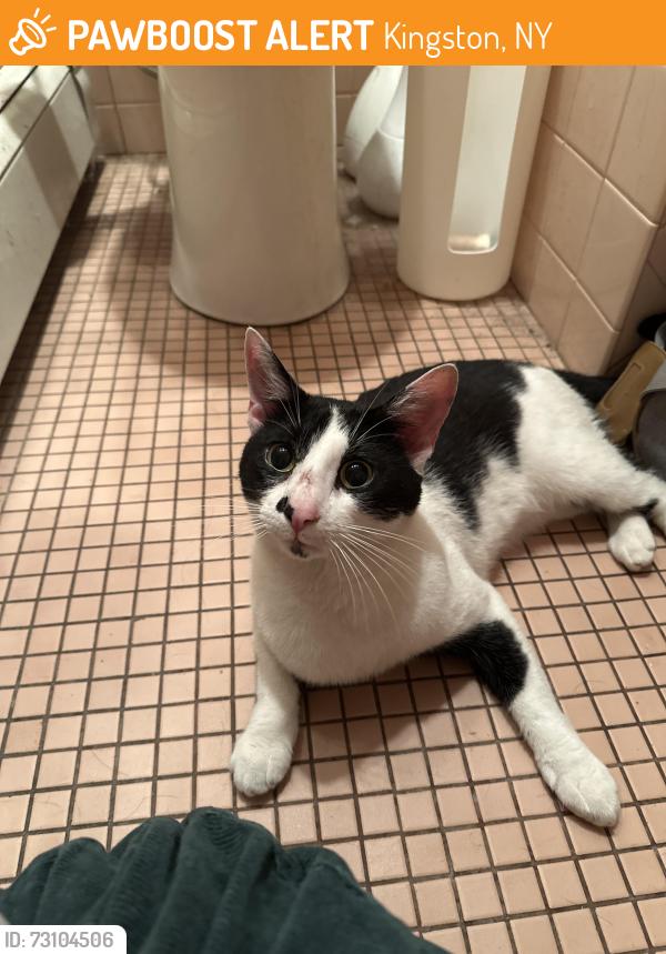 Found/Stray Male Cat last seen Bruyn Ave and downs st, Kingston, NY 12401