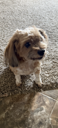 Reunited Female Dog last seen Cobalt Rd, Hollyberry Rd, Cloverly Rd, Victorville, CA 92392