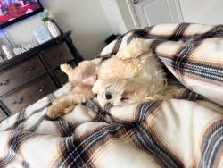 Lost Male Dog last seen The retreat at champions, Houston, TX 77069