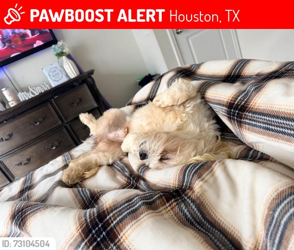 Lost Male Dog last seen The retreat at champions, Houston, TX 77069