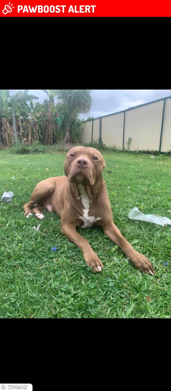 Lost Male Dog last seen Cabramatta road between meadows and humphries road, Cabramatta West, NSW 2166