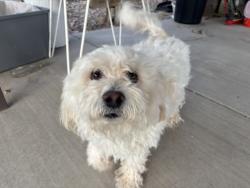 Reunited Male Dog last seen Gold street, Rio Rancho, NM 87124
