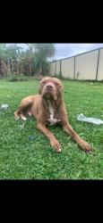 Lost Male Dog last seen Cabramatta road between meadows and humphries road, Cabramatta West, NSW 2166