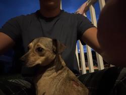 Reunited Male Dog last seen Rosemary, Burlington, NC 27215